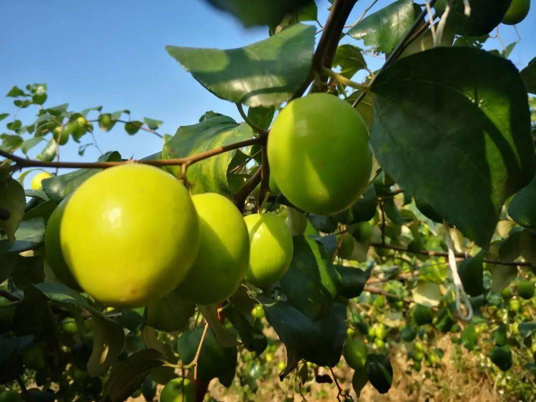 宝安499元抢东篱青枣园2大2小亲子采摘套餐