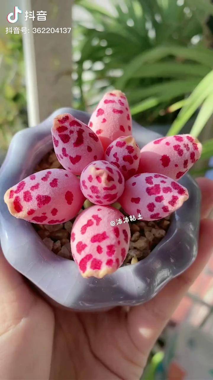 海豹水泡水泡多肉粘土多肉手工多肉粘土手作粉海豹多肉