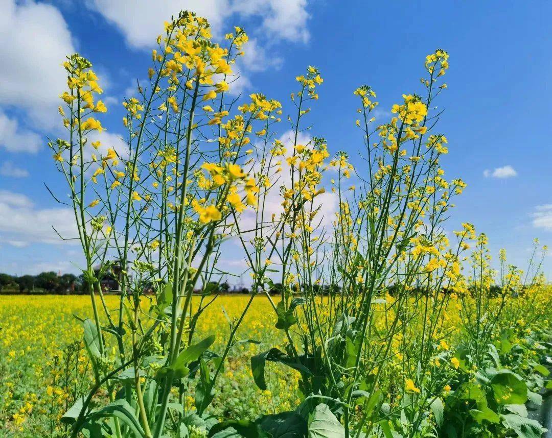 皆是美景如此美妙的花海之間一陣陣花香,一片片金黃大吉沙島花相競