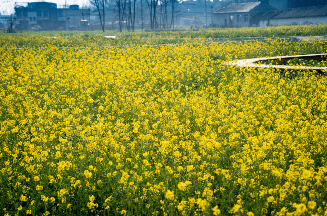 农博春日游丨收尽一园好风光,快来与春色撞个满怀_兴义镇_成都市_地址