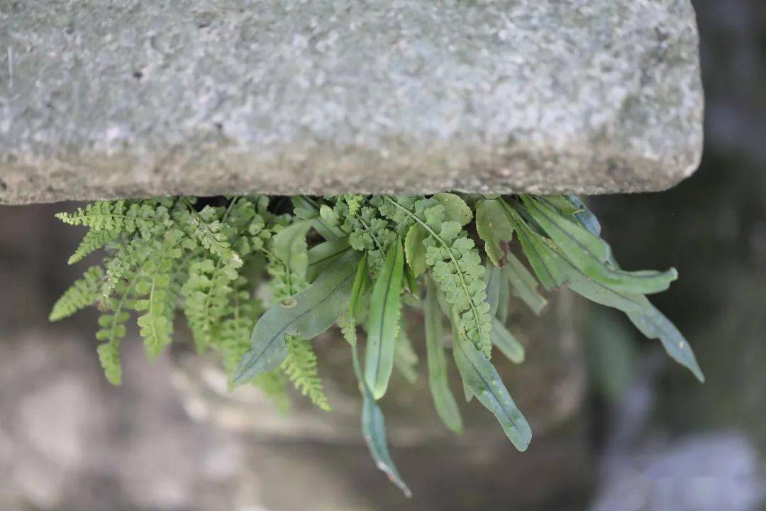 瓦韦 树的灵光_叶子_孢子囊_时候