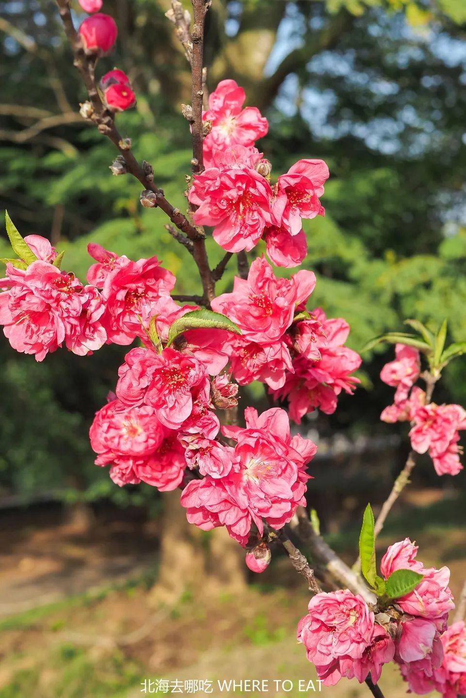 美呆北海园博园这片桃花林开了一起去赏花求桃花运