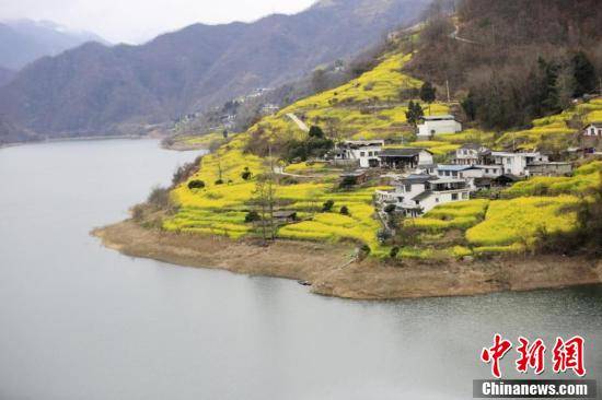 花海|甘肃文县大山里的“花海”