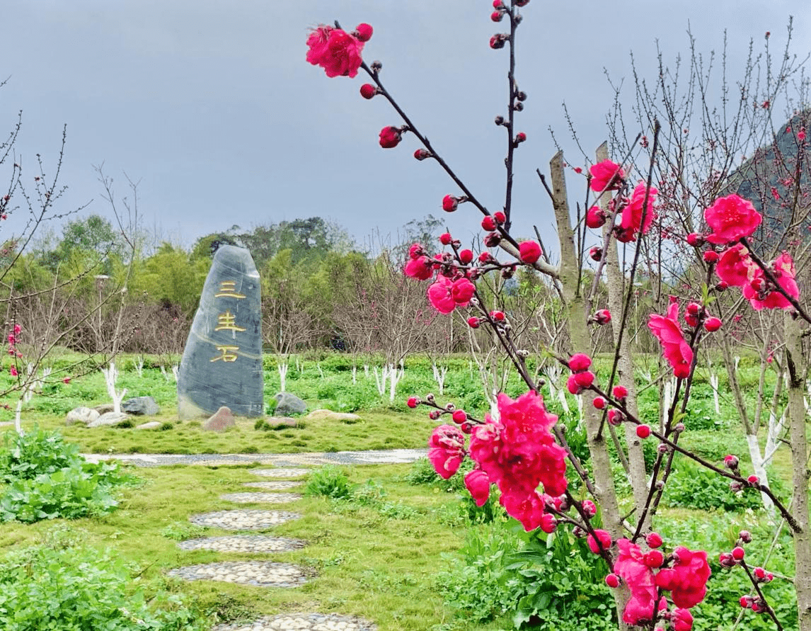 陈莹|中越边关探春季：梦寻桃花源 灼灼芳华惹人醉