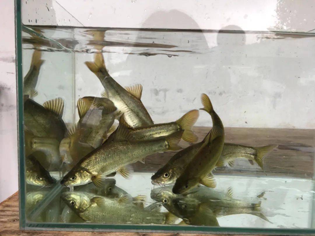 "这便是俗称金线鱼,小洞鱼的滇池金线鲃.它是云南四大名