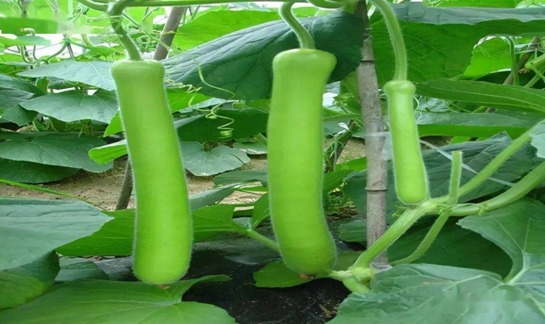 赵周姨娘红楼一对苦瓠子