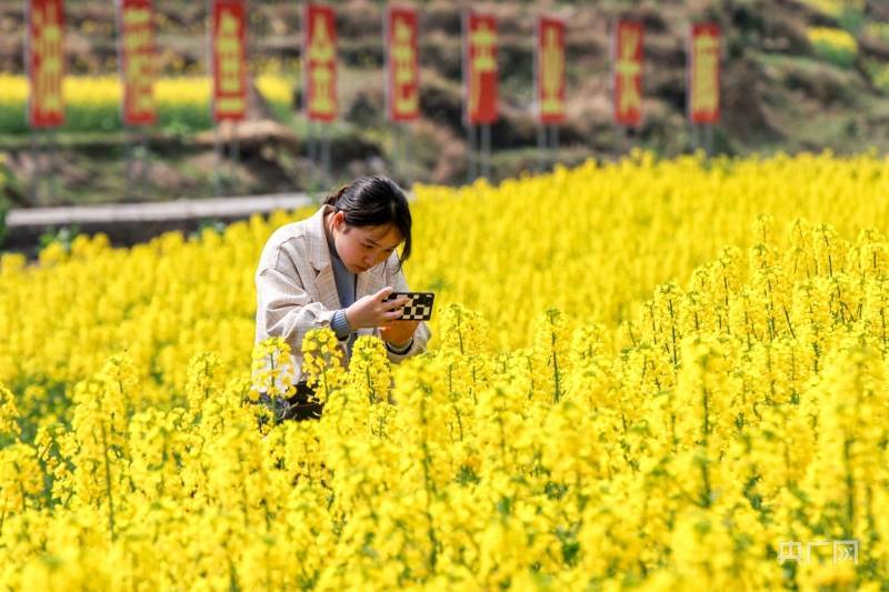 周娴|贵州施秉油菜花开引客来