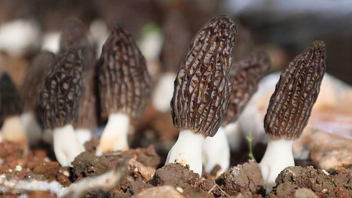 小蘑菇大产业云南多地新鲜羊肚菌鲜