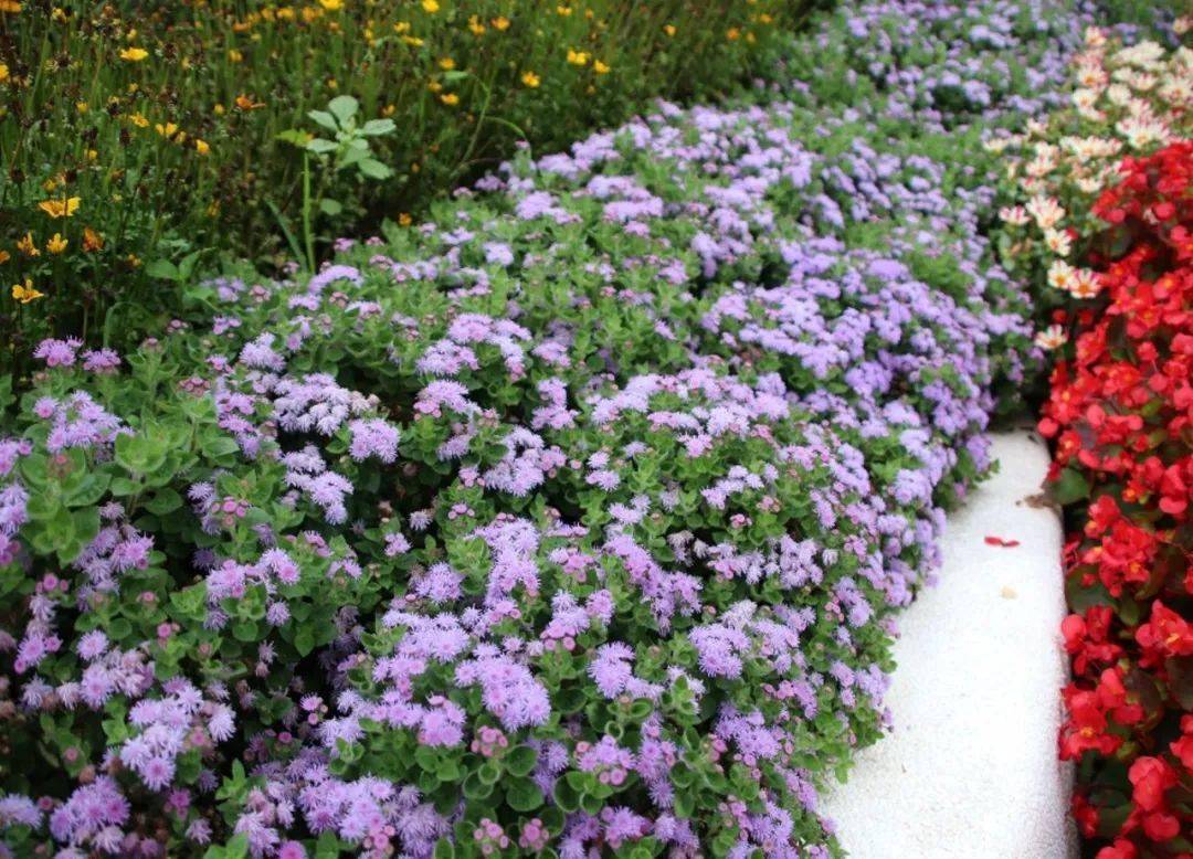 开花整齐的花园新宠藿香蓟帕特娜系列新品