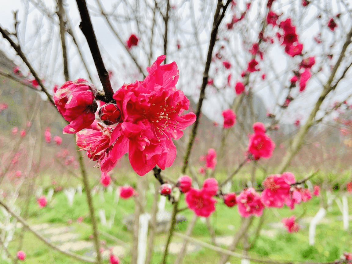 陈莹|中越边关探春季：梦寻桃花源 灼灼芳华惹人醉