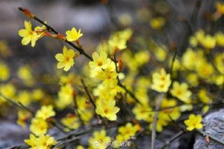 淄博市|潭溪山春花烂漫正当时