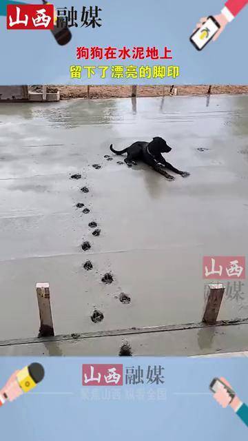 狗踩水泥路的脚印图片图片
