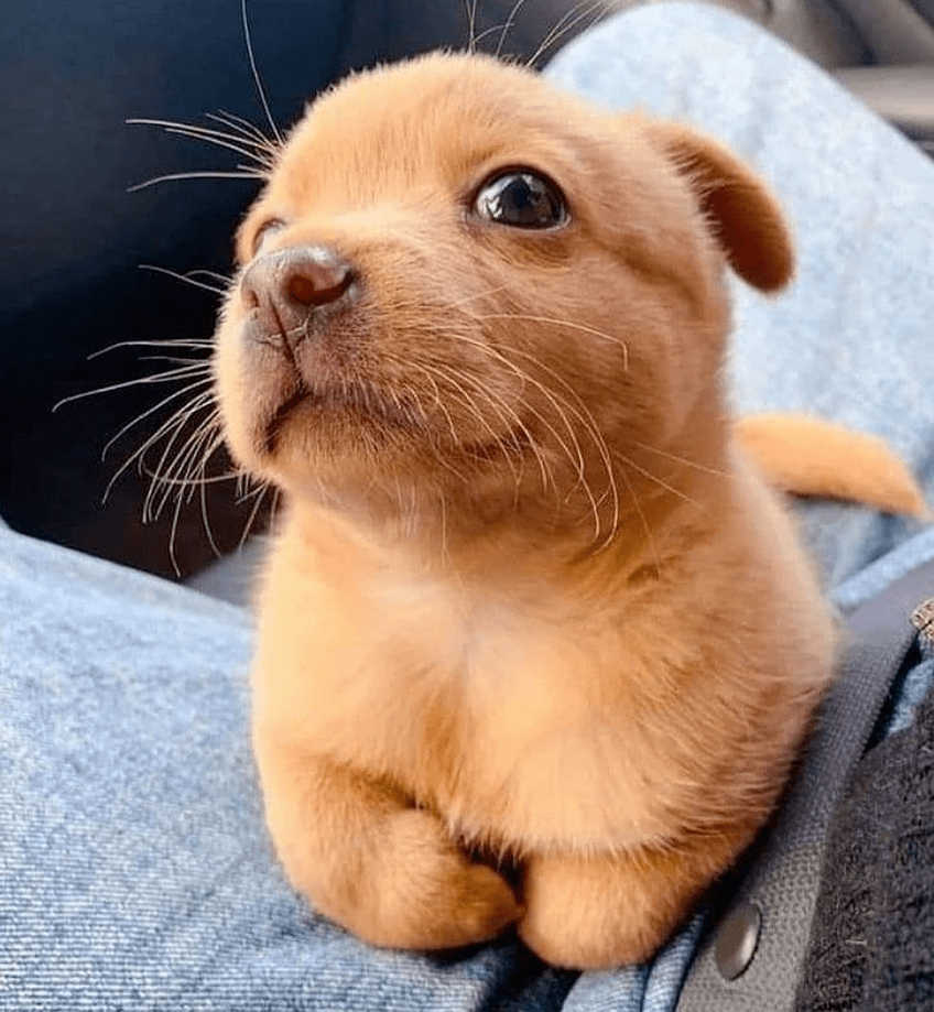 研究发现,狗狗对人卖萌很可能是装的!_表情_人类_面部