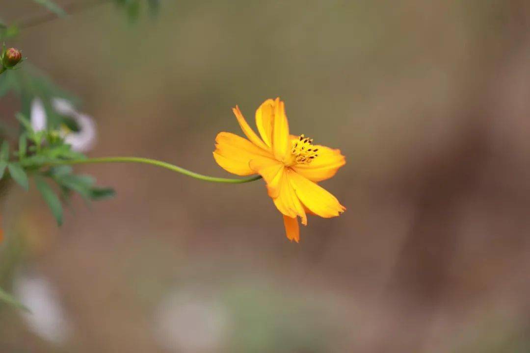 02 如兰佳友佳友如兰,与其相处,芬芳四溢.