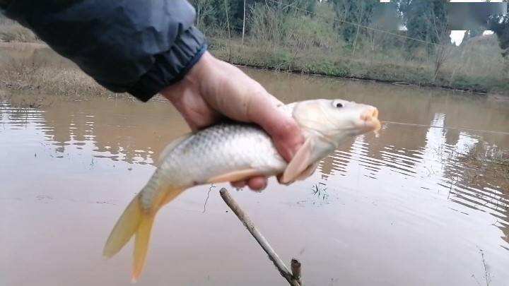 大师手把手教你如何钓鲤鱼新手必备