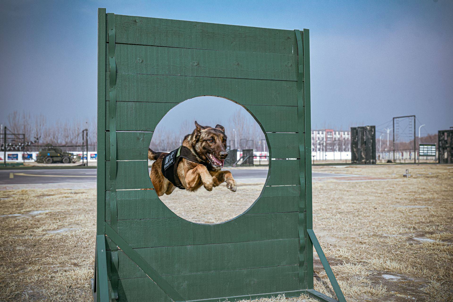 北京警犬训练基地图片图片