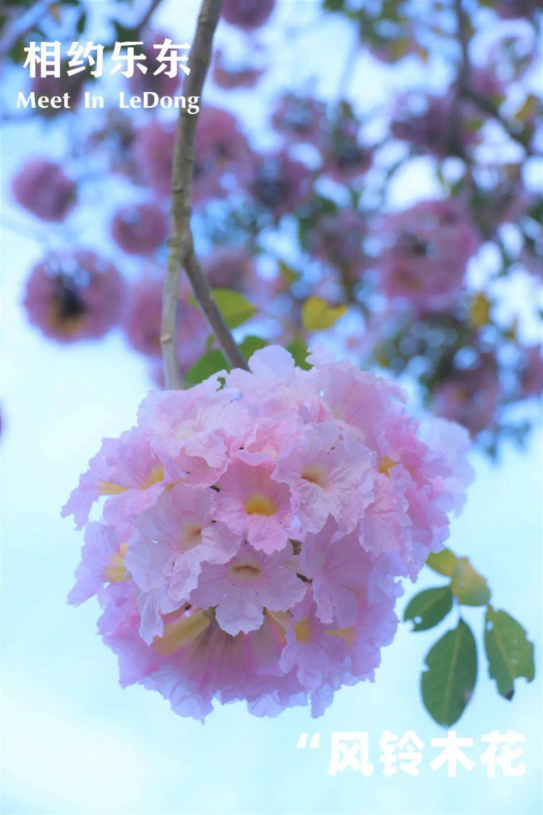 紫色风铃木花图片