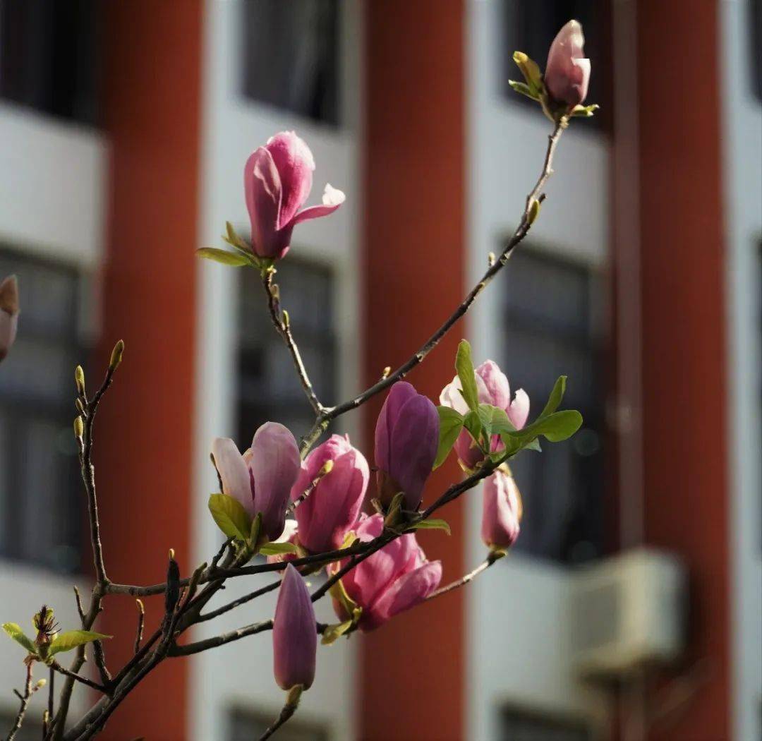 撰稿:陈惠卿供图:曾顺木编辑:吴燕滨审核:卢建斌,张玉明出品:紫韵宣传