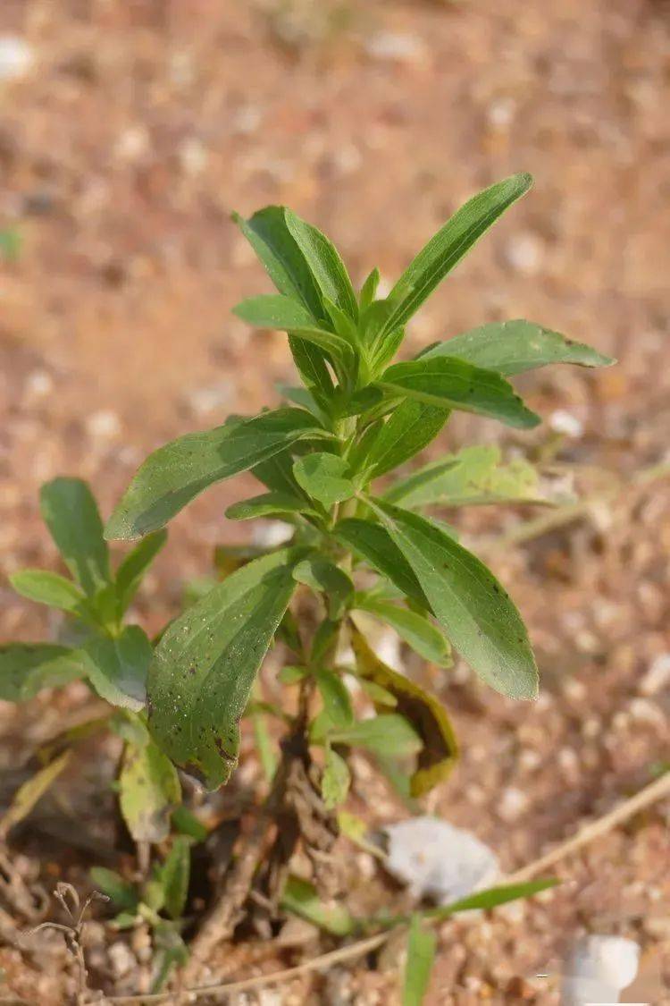 野菜甜菊图片图片