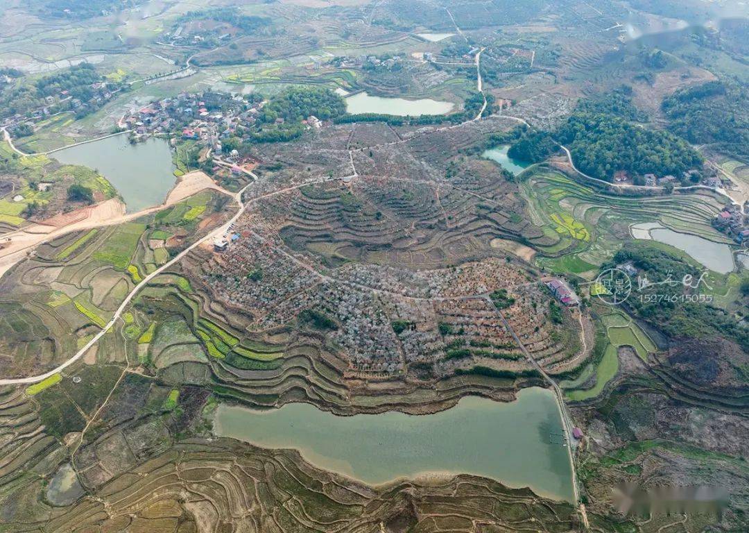 东安:千亩樱花盛开,特别漂亮!_衣樱_井头圩镇_阳光樱