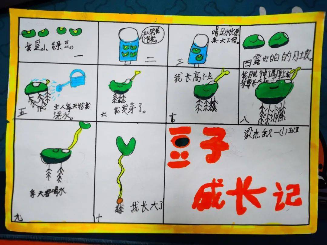 黄豆生长过程儿童画图图片