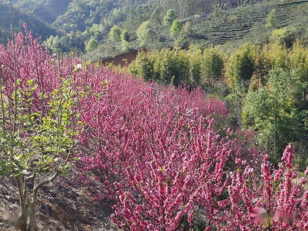 阳春三月景色图片