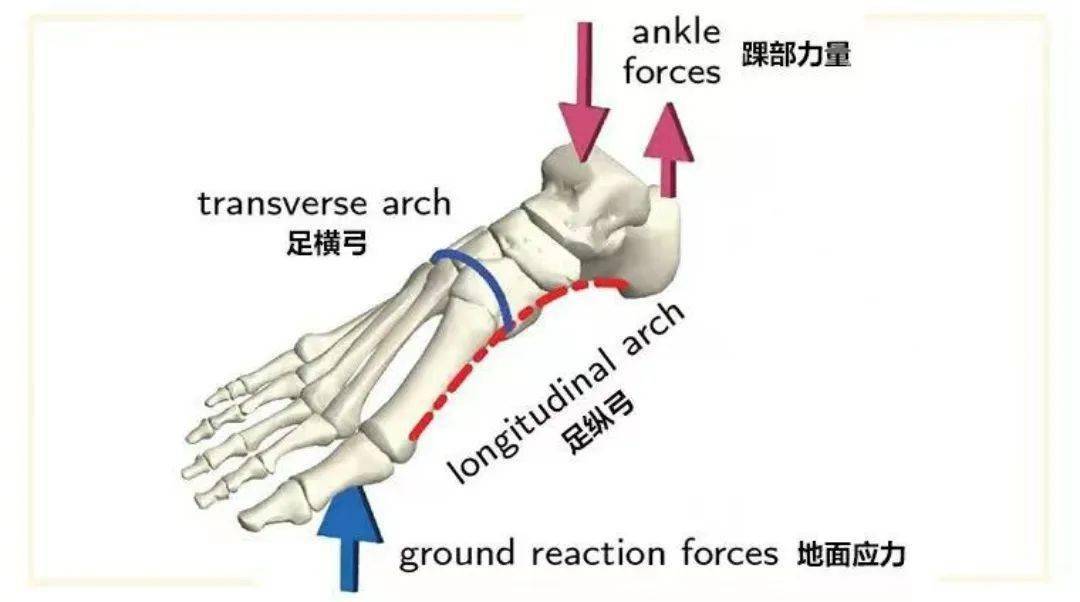 不可忽视的足底肌群训练