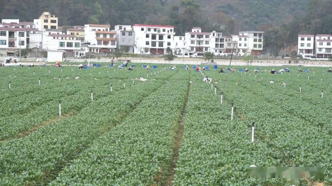 华侨城集团到乐业县甘田镇开展山水甘田农文旅项目调研