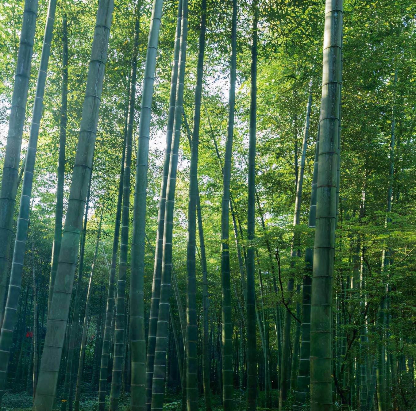 大熊猫请回答你吃什么