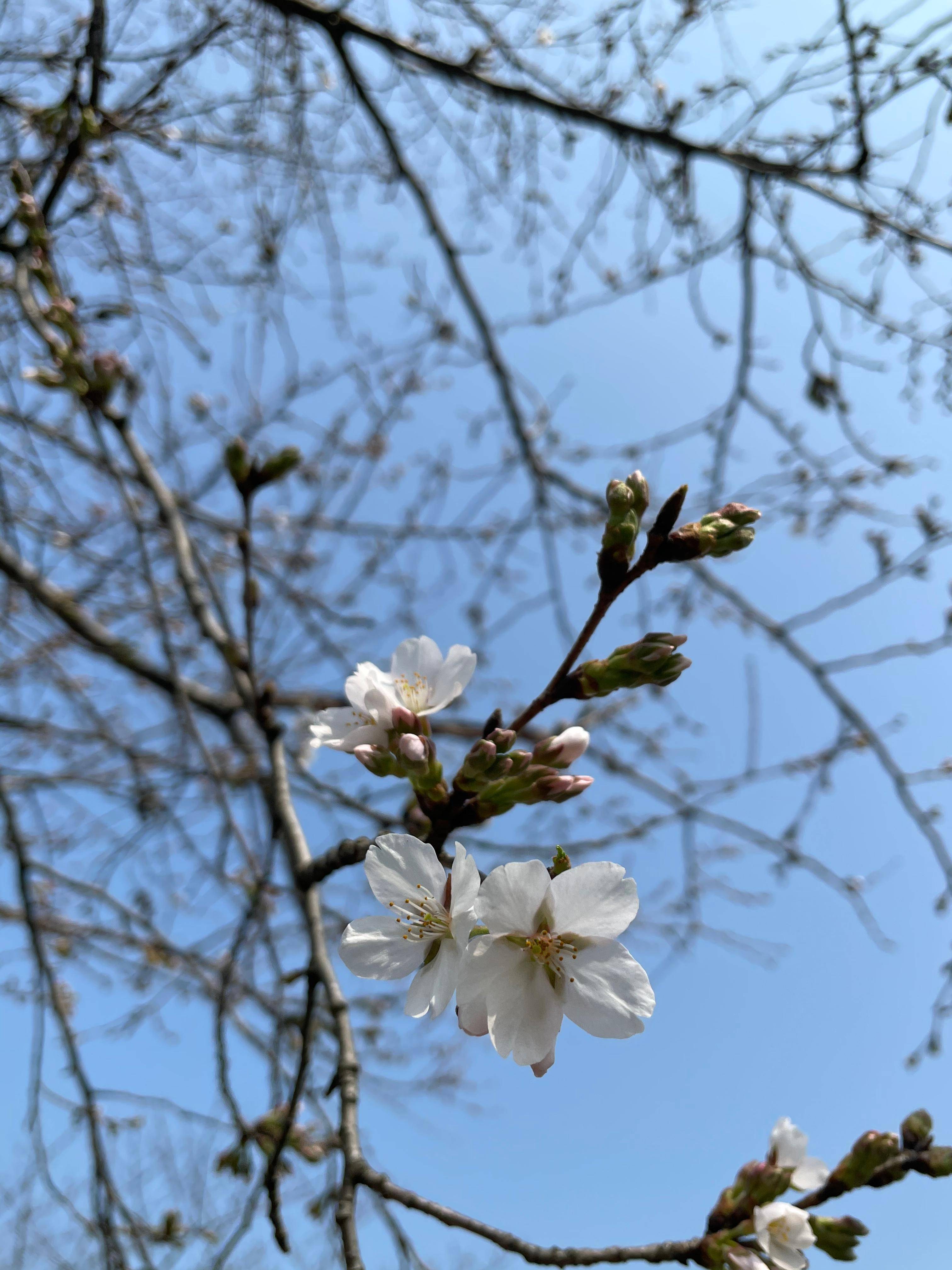 “云赏樱”再添新景，上海辰山植物园今年第一枝樱花盛开 