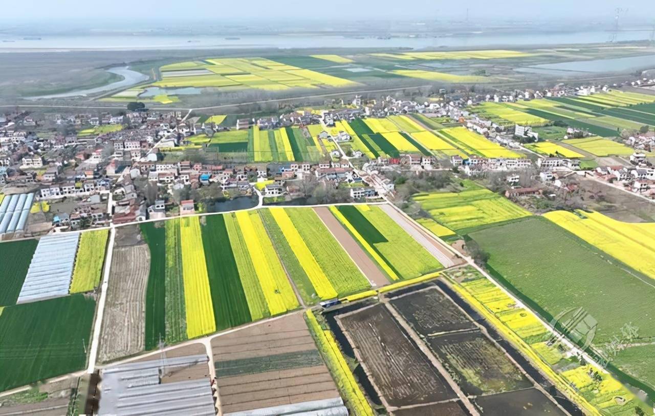 赤壁:万亩油菜花绽放 美丽乡村入画来_绿色_媒体_赵李桥镇