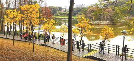 风铃|云山花路：广州网红花卉“大观园”