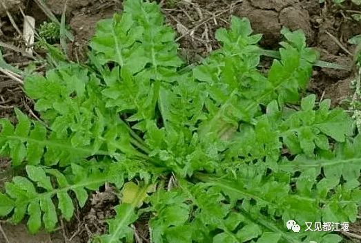 龙爪菜的功效图片