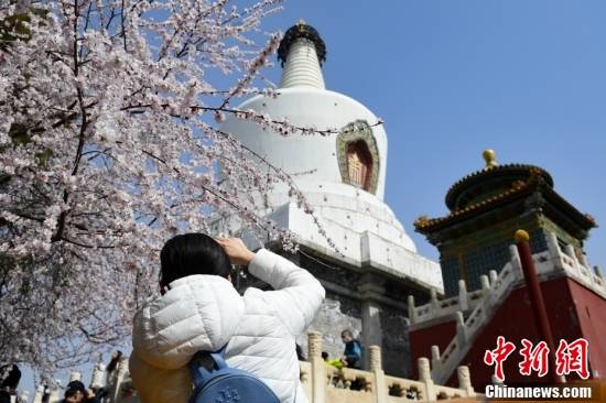 北京：北海公园盛放的山桃花吸引游客