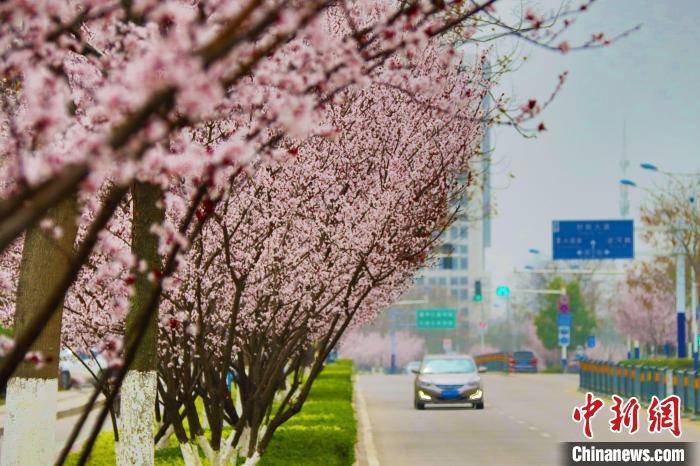 肥西|安徽肥西：城市道路两旁樱花竞相绽放