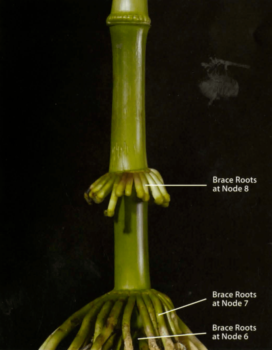 发育(2011版)》翻译内容,发现不是所有的茎节处腋芽都可以发育成雌穗