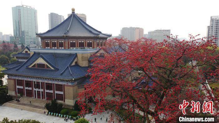 广州|广州中山纪念堂“木棉王”绽放 引入数字化在线养护
