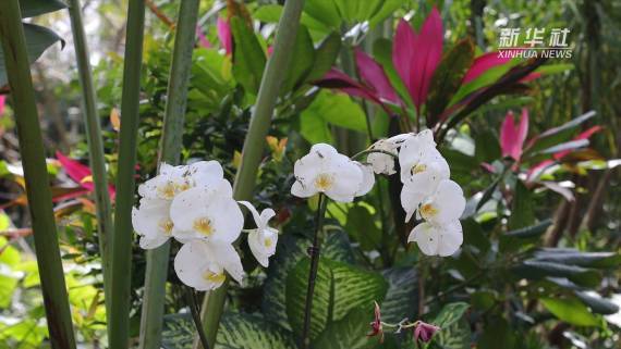博览|走进海南神奇热带植物王国