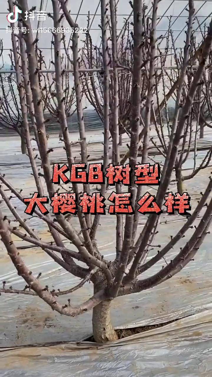 kgb车厘子大樱桃树苗栽植模式樱桃苗 矮化樱桃苗 车厘子树苗 车厘子苗