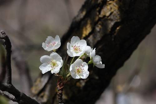 马奈镇|金川万亩梨花即将进入盛花期