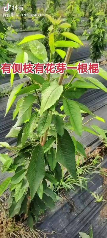 價格一樣看質量質量一樣看產量一根棍當年回本一棵樹半斤到一斤果子