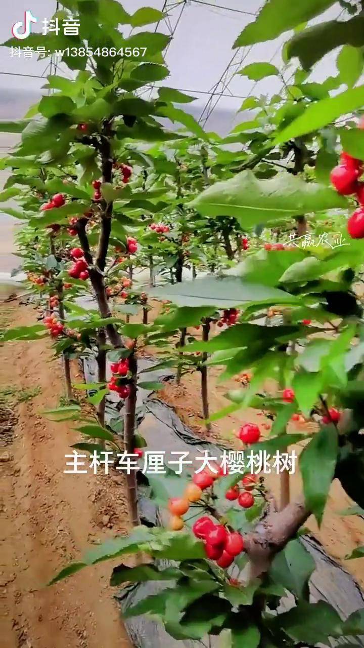 密植栽培车厘子大樱桃树栽培效果大樱桃苗车厘子苗种植dou小助手