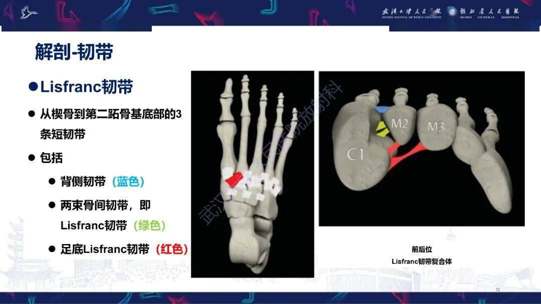 lisfranc韧带图片图片