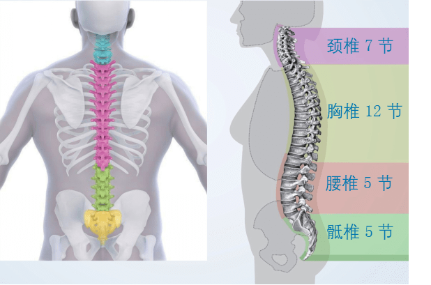 认识脊柱脊柱健康四要素