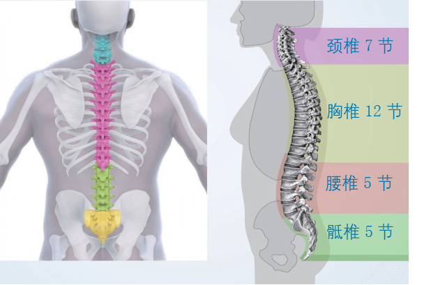 脊柱的正常生理弯曲是图片