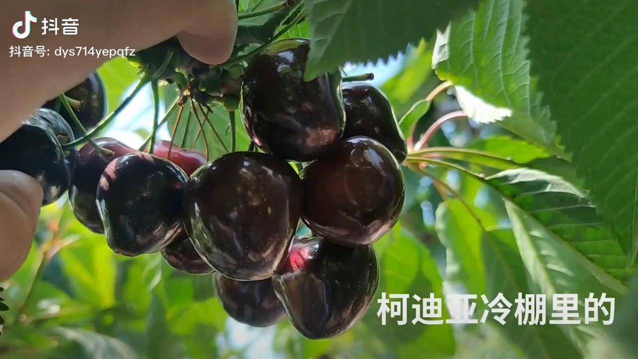 科迪亚矮化樱桃苗冷棚的表现南北方可种植科迪亚樱桃苗dou小助手矮化