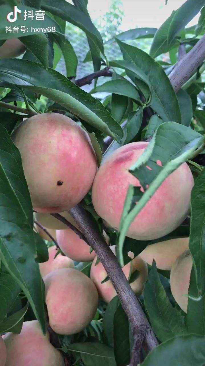 糖瓜大叔永莲蜜桃喜获丰收新鲜上市自然农法种植生态自然成熟成熟期长