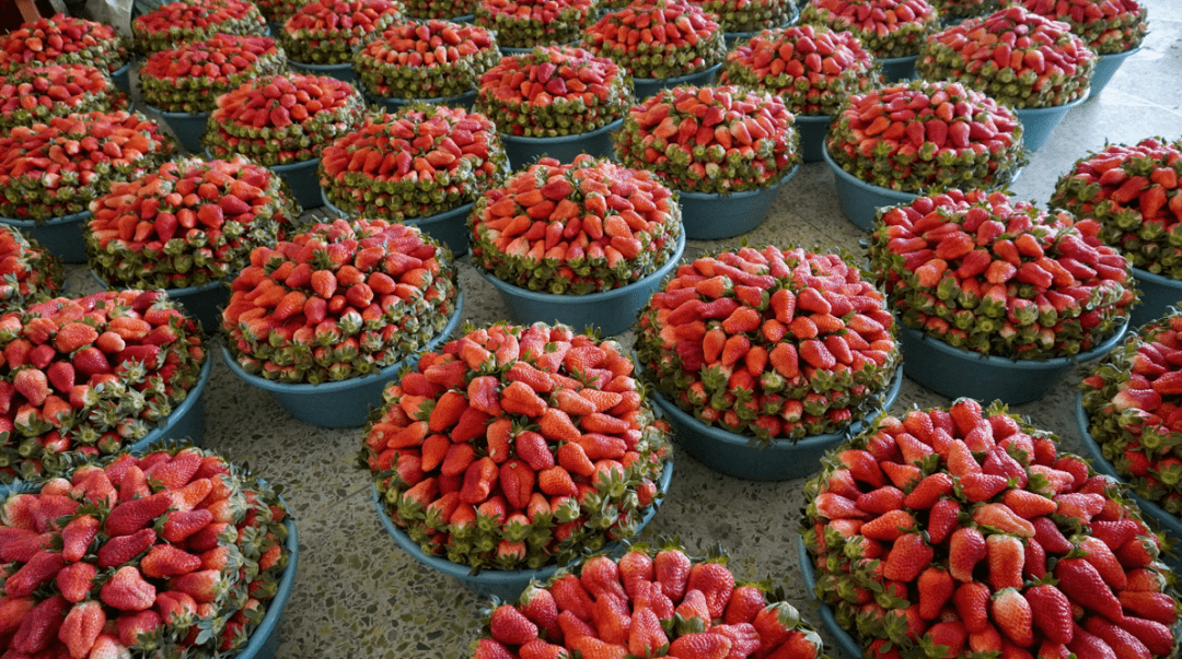 德昌草莓基地图片