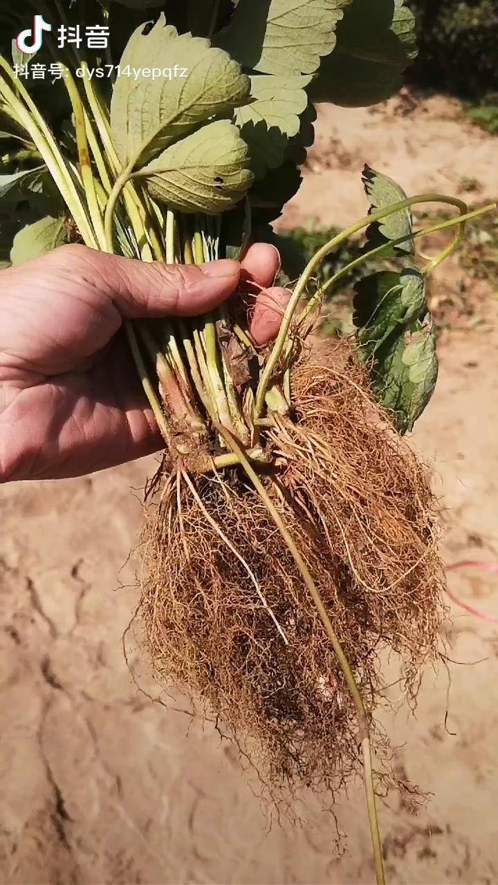 妙香草莓苗根系发达苗木粗壮