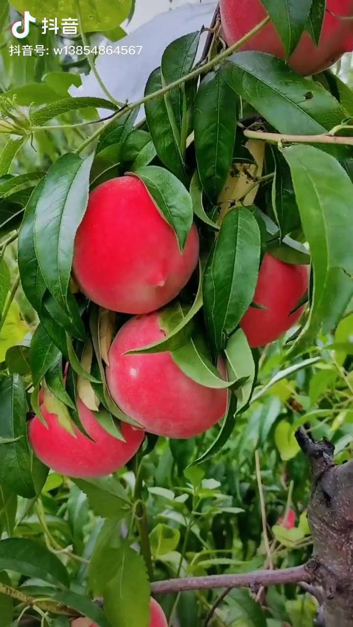 秋丽桃白肉离合品种均果半斤大果8两上色好脆甜耐储存晚熟桃树苗